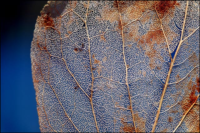 Xylem