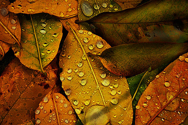 Looking through Rain Drops