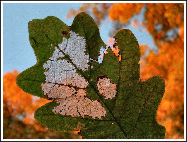 Nature's Stained Glass