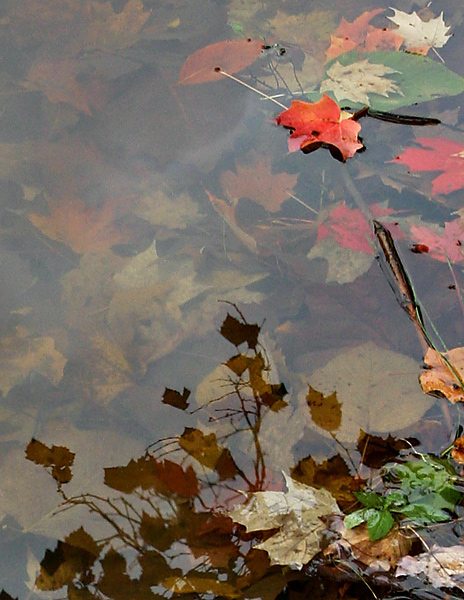 Red Leaf on the Lake