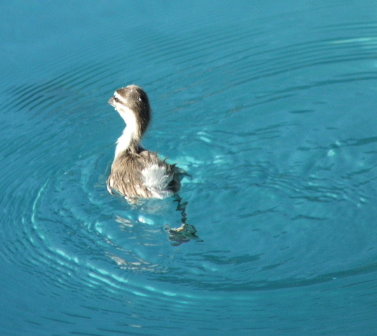 Crystal Clear Water For A Morning Duckling Dip...