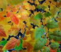 Busy Colors