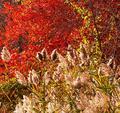 Busy Fall
