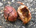 Its an Ants life!!