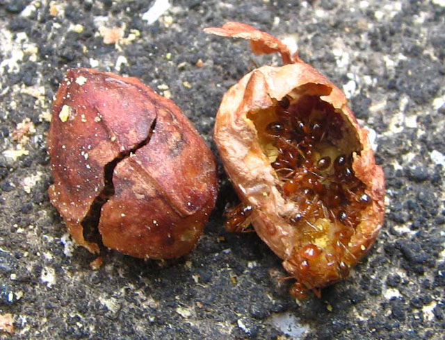 Its an Ants life!!