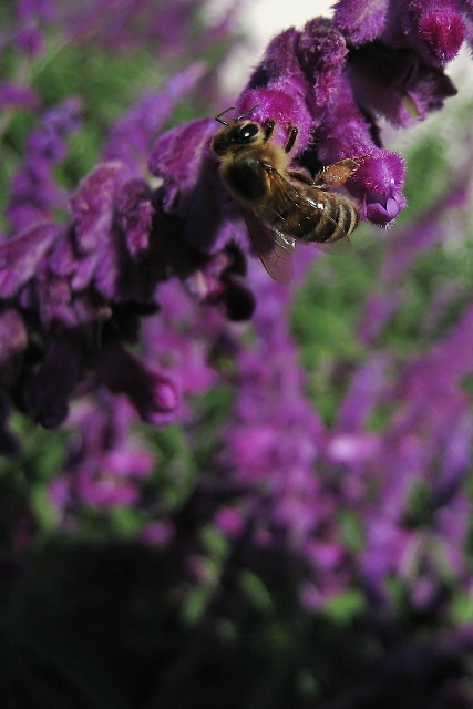 So many flowers, so little time...