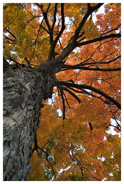 Busy Branches