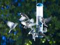 Feeding Frenzy!