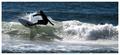Surfer