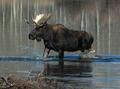 Moose In The Snake River
