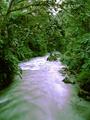 Jungle River