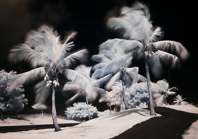 Psychedelic Palms