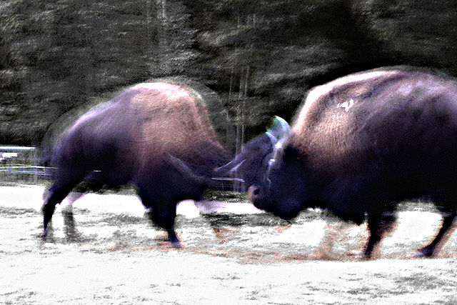 Dance of Great Bison Spirits