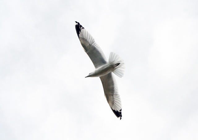 Feathers in Flight