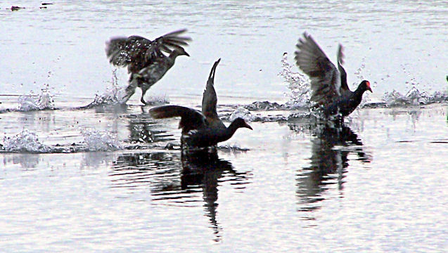 Three Old(?)  Coots Make a Splash