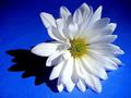 He Loves Me....He Loves Me Not