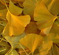 The Fallen Ginkgo Leaves