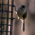 Titmouse with seed