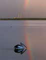 after the rain