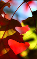 Autumn Heart