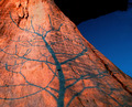 Shadow Tree At Sunset