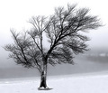 Standing Guard In Snow and Fog