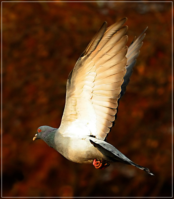 Flying 'Free'