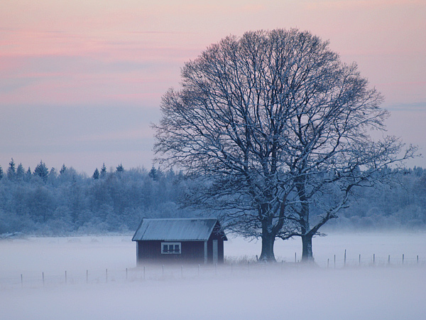 Mystic Morning