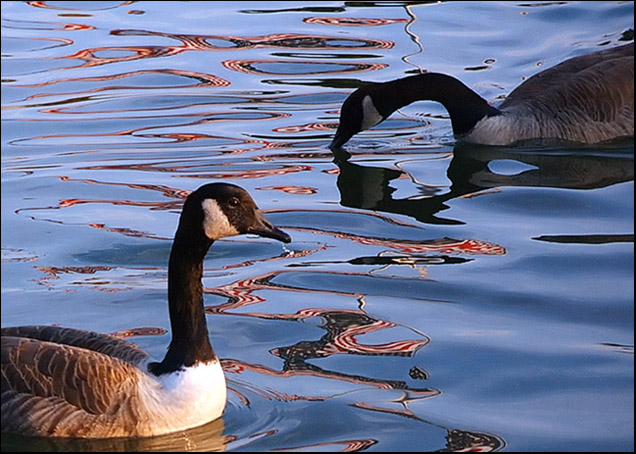 Winter Migration