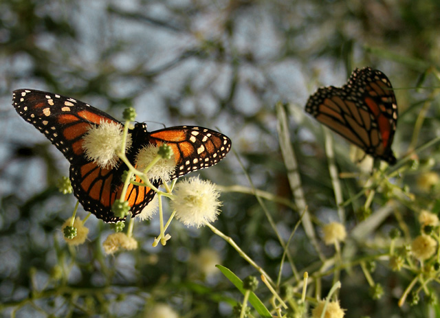 La Mariposas Iluminadas