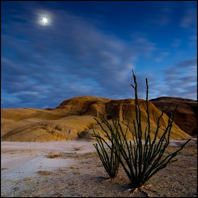 Desert Tendrils