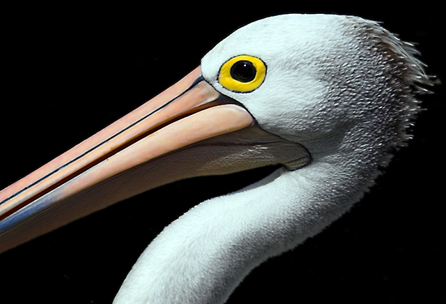 Pelican