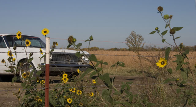 November Sunflowers