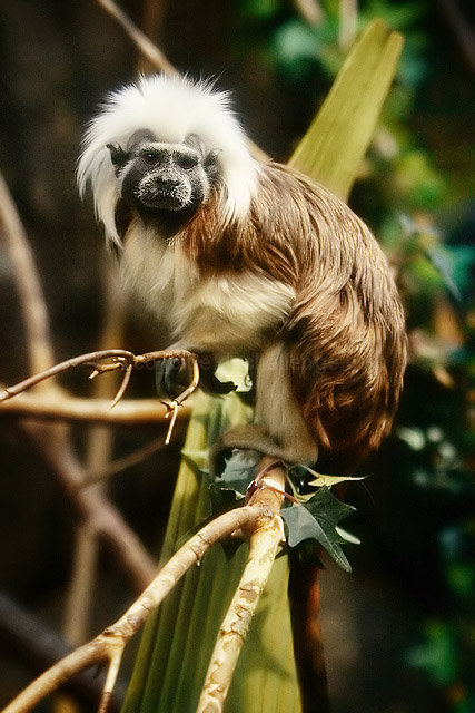 Tamarin