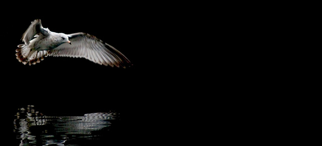 Avian Reflections