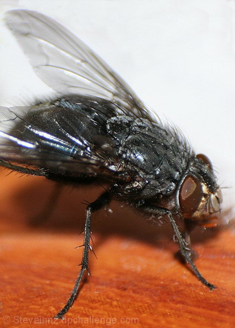 The Fly