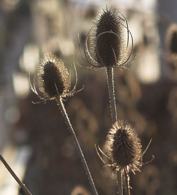 Autumn Sun