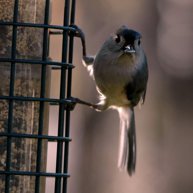 Titmouse with seed