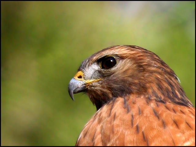 Cooper's Hawk