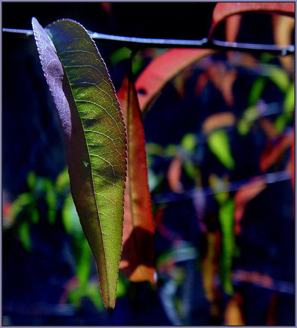 Peach Leaf Fall Colors