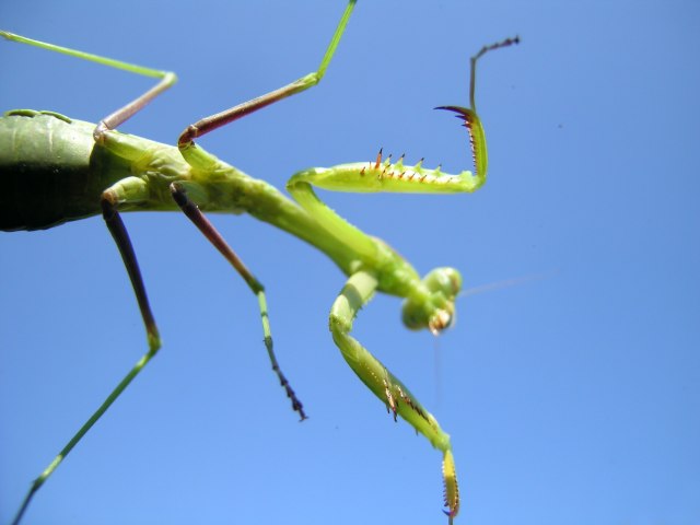 mantis