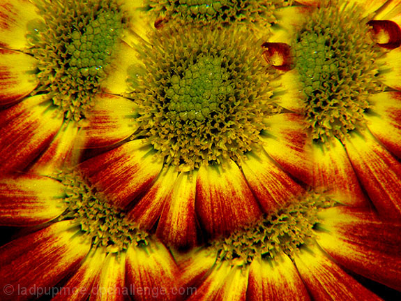 Abstract Flower done with multi image filter.