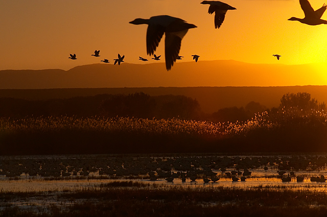 Sunrise, Bosque del Apache