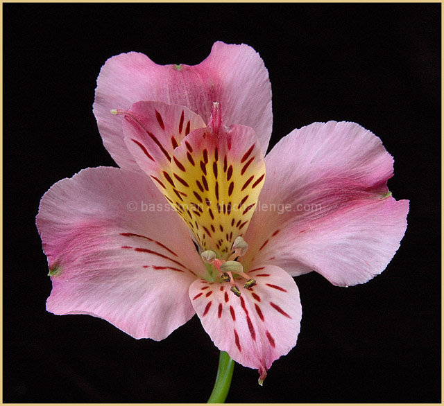 Think Pink