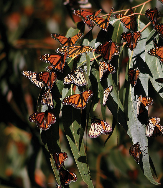 Pass the Butterflies, Please