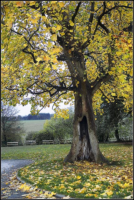 end inside a tree