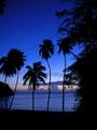 Calm palms...