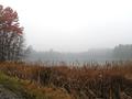 foggy bog...