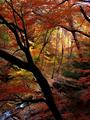 Fall!
