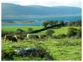 Where The Cows Roam